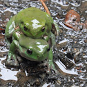 Green Tree Frog