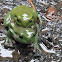 Green Tree Frog