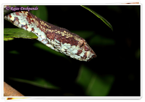 Spotting Image 1