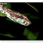 Malbar Pit Viper (Brown Form)