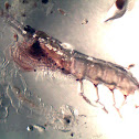 Krill