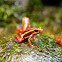 Strawberry poison-dart frog