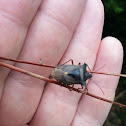 Shield beetle