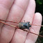 Shield beetle