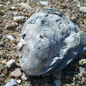 Ostra plana (gl)