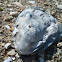 Ostra plana (gl)