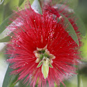 Bottlebrush