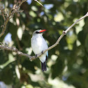 Mangrove Kingfisher