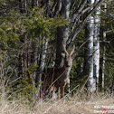 Roe Deer Buck