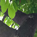 Burmese Stripe Squirrel