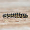 Vanessa sp. caterpillar