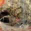 Domestic house spider