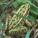Leopard Frog