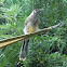 Red Wattlebird
