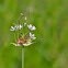 Sweat bee & wild onion