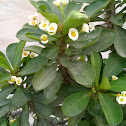 Christ Plant
