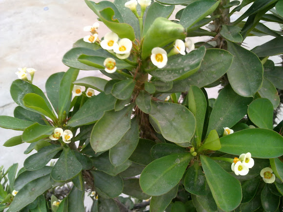 Spotting Image 1