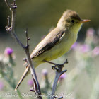 Icterine Warbler; Zarcero Icterino