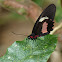 Parides Butterfly