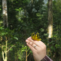 Kentucky Warbler