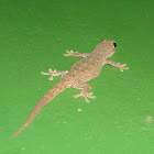 House Gecko