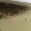 Mummichog