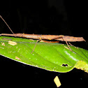 Walkingstick