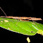 Walkingstick