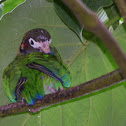 Loro de cabeza café