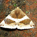 Bastilla Moth