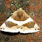 Bastilla Moth