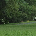 Coyote