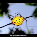 Spiny orb weaver