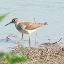 Solitary Sandpiper