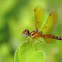 Eastern Amberwing