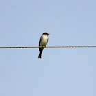 Eastern Phoebe