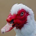 Muscovy duck