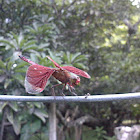 Red Dragonfly
