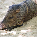 Collared peccary, javelina, saíno, báquiro