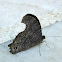 Common Evening Brown