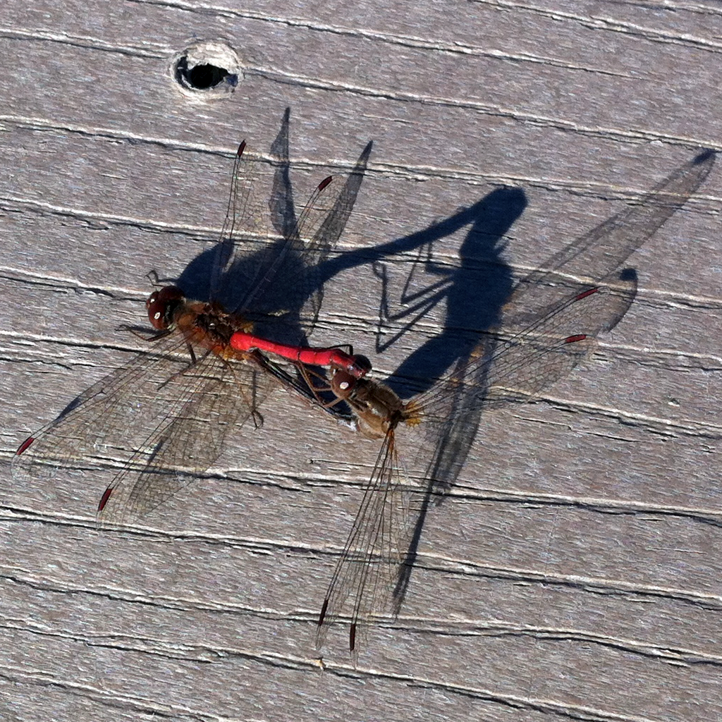 Autumn Meadowhawk dragonflies (mating pair, in wheel)