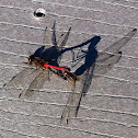 Autumn Meadowhawk dragonflies (mating pair)