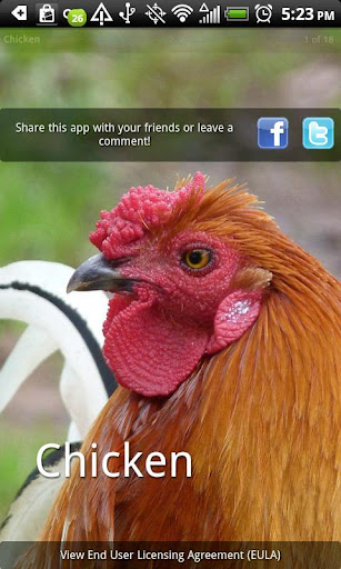 Chicken Photo Book
