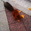  Eurasian Red Squirrel 
