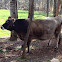 Cow