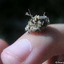 Lacewing larvae