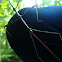 Northern Walking Stick