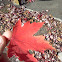 Red Maple