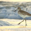 Willet