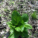 Skunk Cabbage